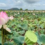 Rural Countryside Experience Tour in Siem Reap - Final Thoughts: Who Will Love This?