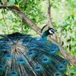 Safari tours in Udawalawa - Final Thoughts