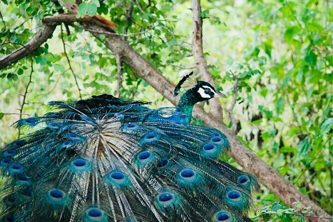 Safari tours in Udawalawa - Final Thoughts