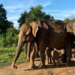 Safari with Sheran Udawalawe National Park - Final Thoughts