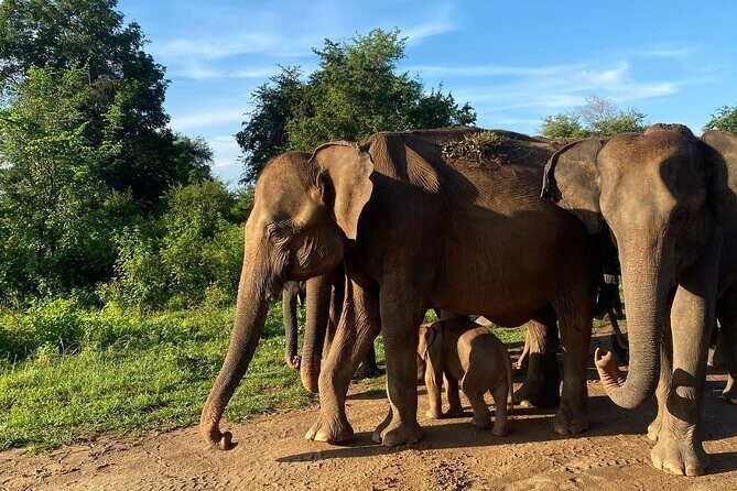 Safari with Sheran Udawalawe National Park - Final Thoughts