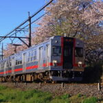 Sakura Magic and Nabana No Sato Day Tour From Osaka - A Detailed Look at the Tour Experience