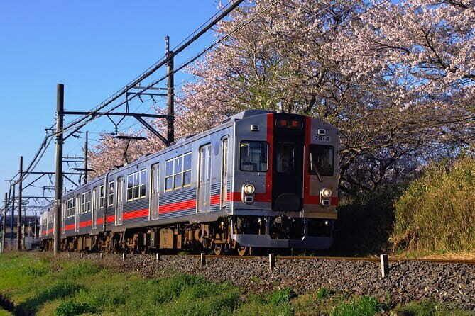 Sakura Magic and Nabana No Sato Day Tour From Osaka - A Detailed Look at the Tour Experience