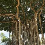 Same Day Private Bodhgaya Tour from Varanasi - Authenticity and Value