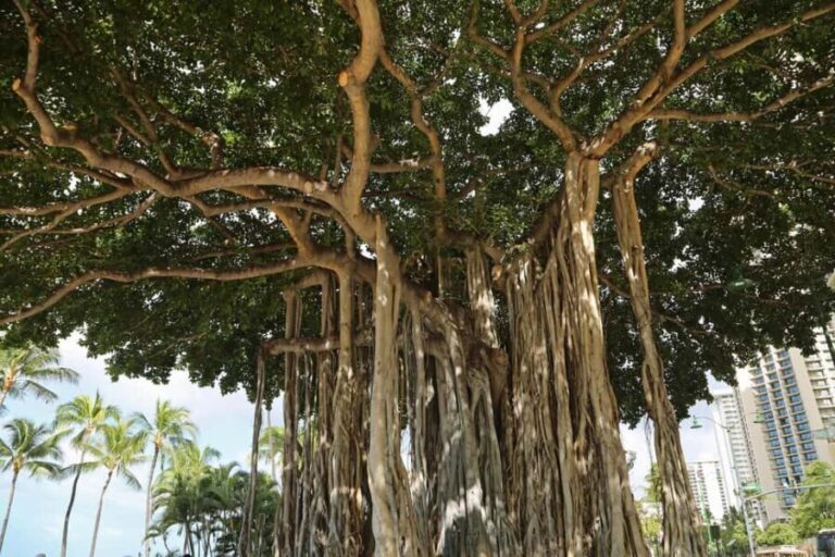 Same Day Private Bodhgaya Tour from Varanasi - Authenticity and Value