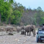 Same Day Rajaji National Park from Chandigarh - What Makes This Tour Stand Out?