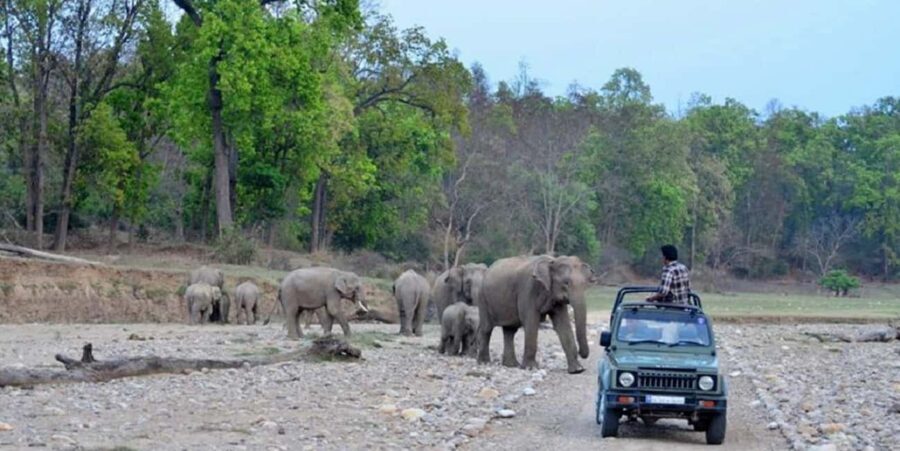 Same Day Rajaji National Park from Chandigarh - What Makes This Tour Stand Out?