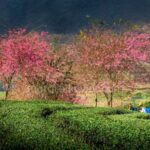 SAPA 3 DAYS 2 NIGHTS PACKAGE - The Highlights That Make This Tour Special