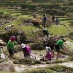 Sapa Hmong Family Trekking Adventures - FAQs