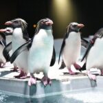 Sapporo AOAO Aquarium Park Hokkaido - Practical Considerations