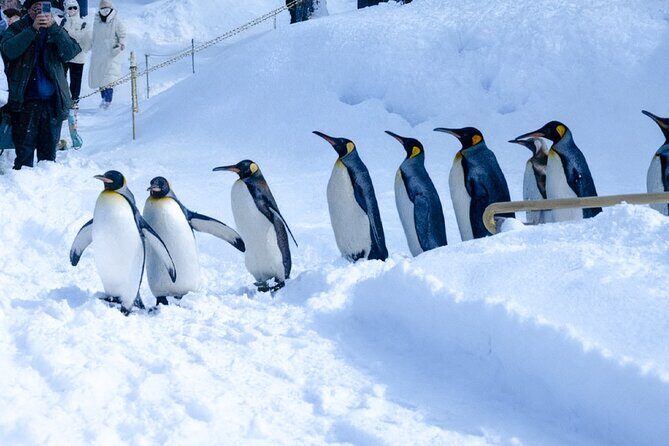 Sapporo: Asahiyama Zoo and Shirahige Falls Trip /w Hotel Pickup - Who Will Enjoy This Tour?