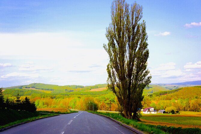 Sapporo to Blue Pond & Shirahige Falls Furano Private Tour - Why Choose This Tour? An In-Depth Look
