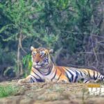 Sariska : Online Safari Booking, Bala Quila Safari - Who Will Love This Experience?