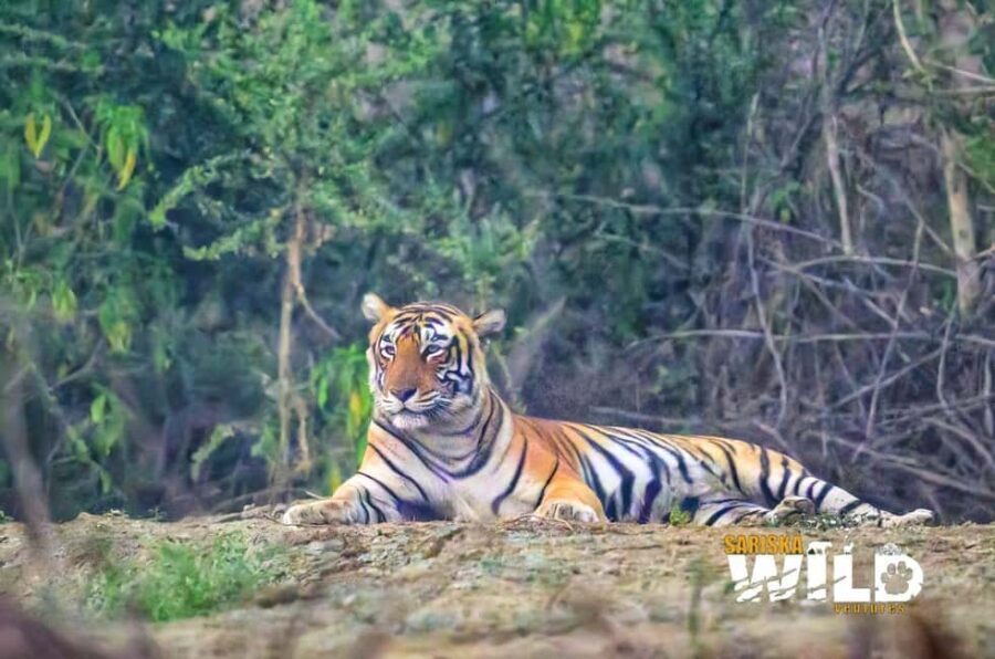 Sariska : Online Safari Booking, Bala Quila Safari - Who Will Love This Experience?