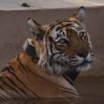Sariska : Private Guided Tiger Safari in Gypsy - An In-Depth Look at the Sariska Tiger Safari Experience