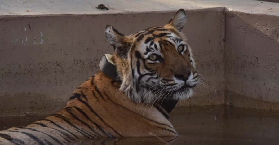 Sariska : Private Guided Tiger Safari in Gypsy - An In-Depth Look at the Sariska Tiger Safari Experience