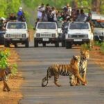 Sariska Tiger Reserve Safari tour from Jaipur - Who Should Consider This Tour?