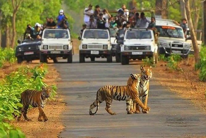 Sariska Tiger Reserve Safari tour from Jaipur - Who Should Consider This Tour?