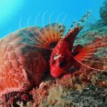 Scuba Diving For Beginners - The Experience for Different Travelers