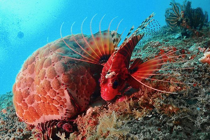 Scuba Diving For Beginners - The Experience for Different Travelers