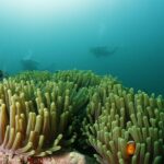 Scuba Diving in Boracay: SSI Basic Diver for Beginners - What’s Included and What’s Not