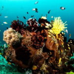 Scuba Diving in Boracay: SSI Open Water Certification - What Makes This Tour Stand Out?