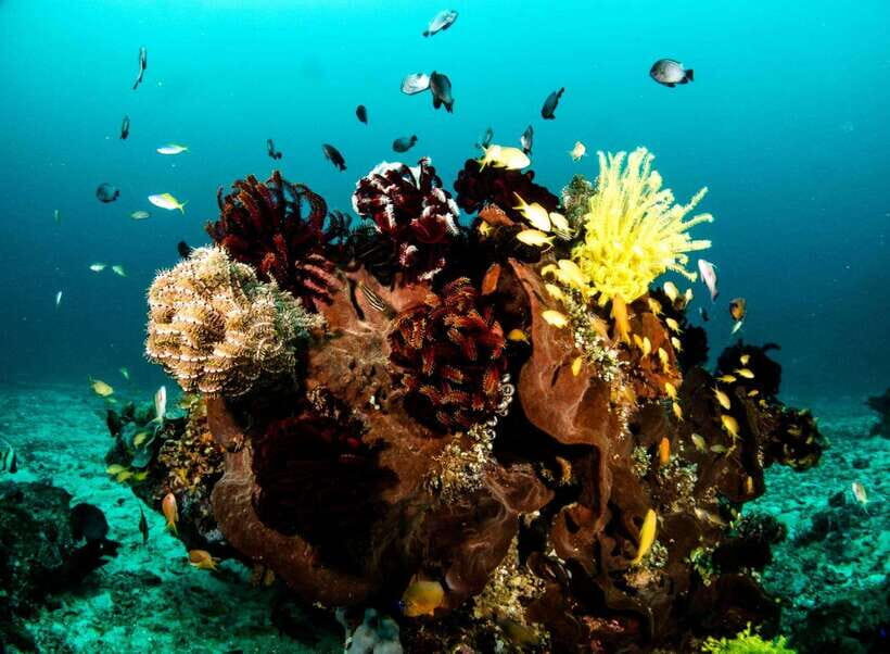 Scuba Diving in Boracay: SSI Open Water Certification - What Makes This Tour Stand Out?