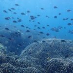 Scuba Diving Menjangan Island - What the Reviews Say