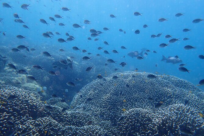 Scuba Diving Menjangan Island - What the Reviews Say