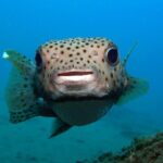 Scuba Diving Padangbai Shark Point 2 dives for certified divers - Why This Tour Stands Out