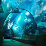 Sea Life Bangkok Ocean World Tickets - A Well-Balanced Experience for All