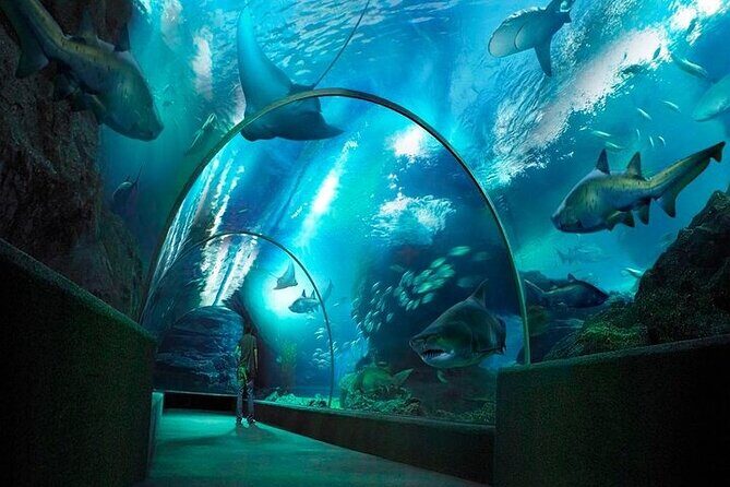 Sea Life Bangkok Ocean World Tickets - A Well-Balanced Experience for All