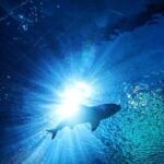 Sea Life Bangkok Ocean World Tickets - Combining the Aquarium with Siam Paragon