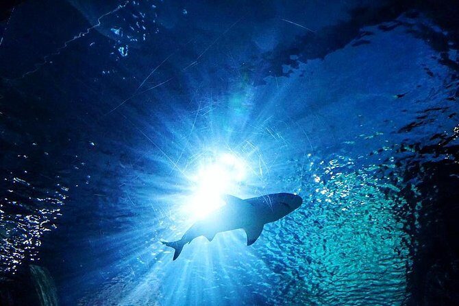 Sea Life Bangkok Ocean World Tickets - Combining the Aquarium with Siam Paragon