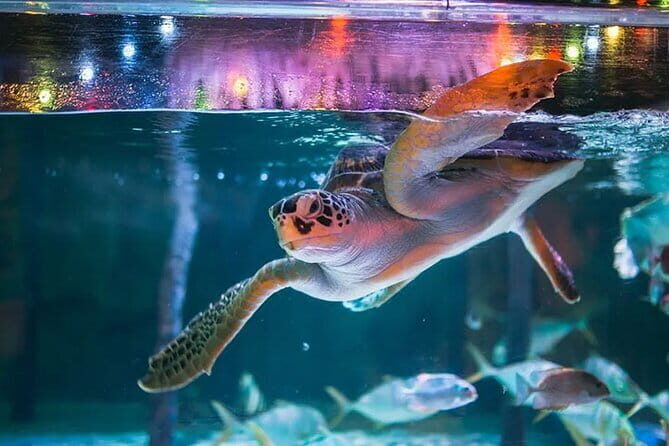 SEA LIFE Bangkok Ocean World Tickets - Final Thoughts