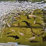 Seaside Charms & Eco Discoveries: Morib to Bagan Lalang - Practical Details and What You Should Know