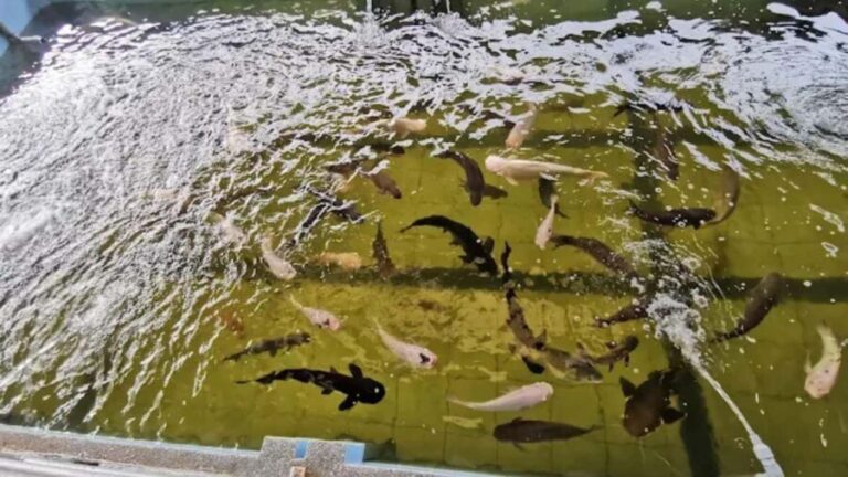 Seaside Charms & Eco Discoveries: Morib to Bagan Lalang - Practical Details and What You Should Know