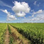 Sekinchan Paddy Field, Fishing Village & Kuala Selangor Fireflies Tour - FAQ