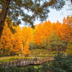 Seoul: Jangtaesan Recreational Forest Autumn Foliage Tour - Who Would Love This Tour?