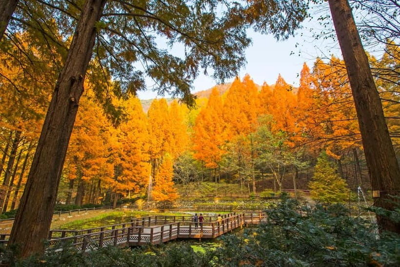 Seoul: Jangtaesan Recreational Forest Autumn Foliage Tour - Who Would Love This Tour?