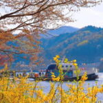 Seoul: Nami Island, Garden and Petite France (opt Railbike) - Authentic Experiences and Visitor Insights