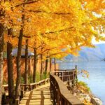 Seoul to/from Nami Island: Round trip Shuttle Bus Service - Detailed Review of the Seoul to Nami Island Shuttle Bus Service