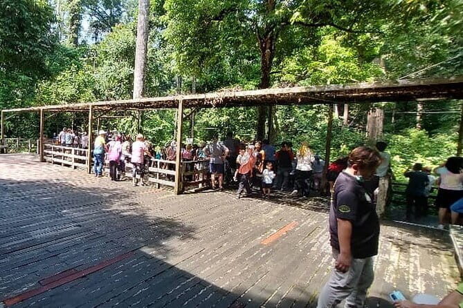 Sepilok Orangutan , SunBear, Proboscis Monkey from Sandakan City - Why This Tour Offers Great Value