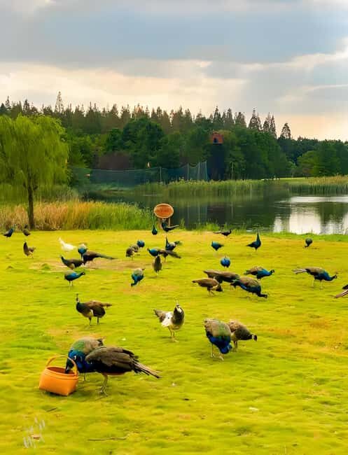 Shanghai: Chongming Island Private Tour with Lunch - Why This Tour Offers Great Value