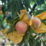 Shanghai: Delicate Seasonal Fruits and Picking Experience - What to Expect on the Day