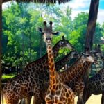 Shanghai Wildlife Park Panda & Predator Feeding Tour - Final Thoughts