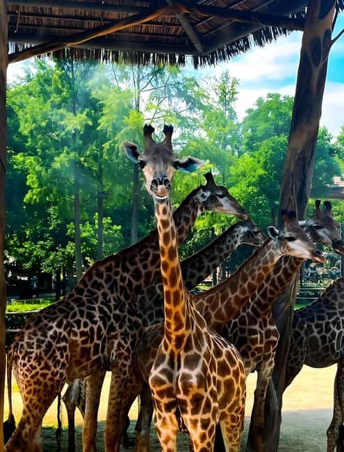 Shanghai Wildlife Park Panda & Predator Feeding Tour - Final Thoughts