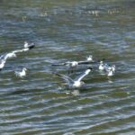 Shangri-La: Balagezong Scenic Area Private Tour - The Practicalities: What You Need to Know