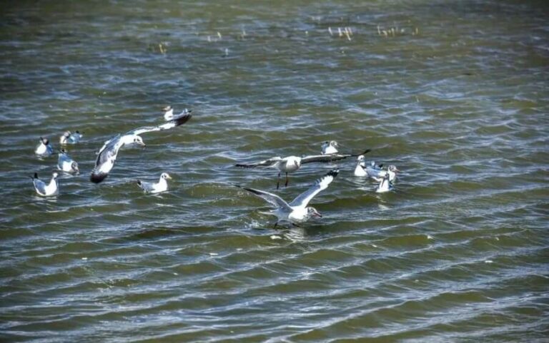 Shangri-La: Balagezong Scenic Area Private Tour - The Practicalities: What You Need to Know