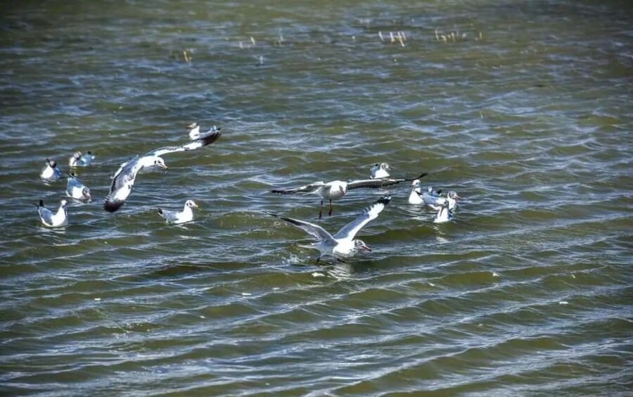 Shangri-La: Balagezong Scenic Area Private Tour - The Practicalities: What You Need to Know